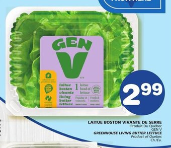 IGA GEN V GREENHOUSE LIVING BUTTER LETTUCE offer