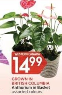 IGA Anthurium in Basket assorted colours offer