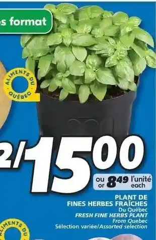 IGA Plant de fines herbes fraîches offer