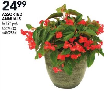 Lowe's Assorted annuals offer