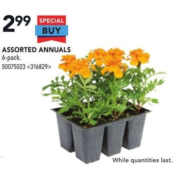 Lowe's Assorted annuals offer