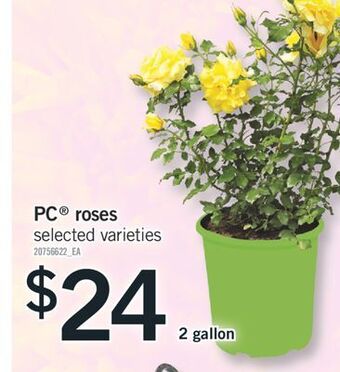 Fortinos Pc® roses, 2 gallon offer