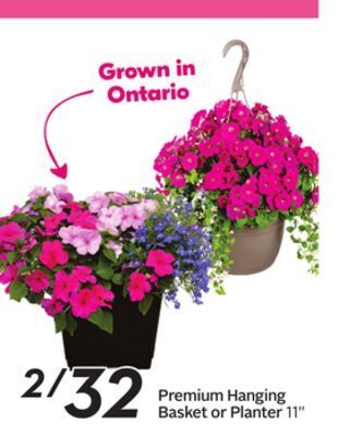 Sobeys Premium hanging basket or planter offer