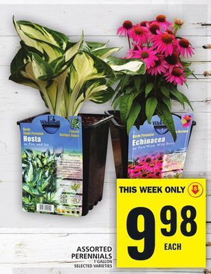Food Basics Assorted perennials offer