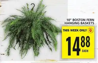 Food Basics 10 boston fern hanging baskets offer