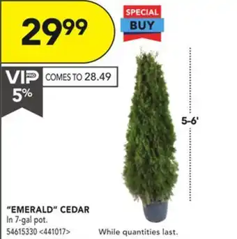 RONA Emerald cedar 5'-6' offer