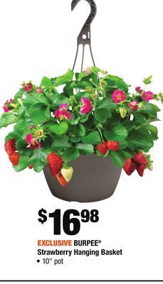 Home Depot Burpee® strawberry hanging basket offer