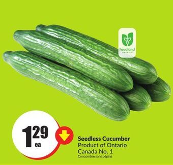 Chalo FreshCo Seedless cucumber product of ontario canada no. 1 offer