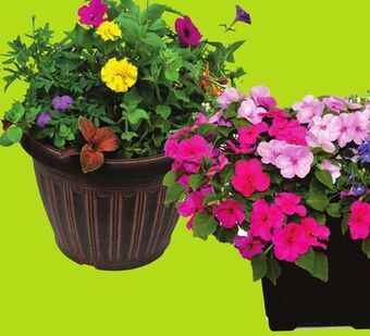 FreshCo Assorted mixed planters 11 pot offer