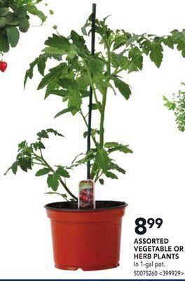 RONA Assorted vegetable or herb plants offer