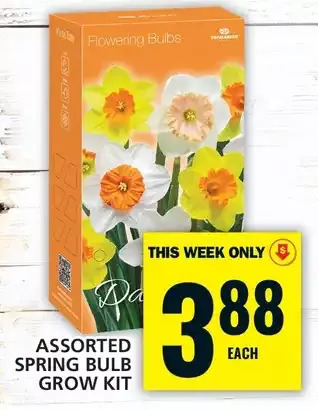 Food Basics Spring bulb grow kit offer