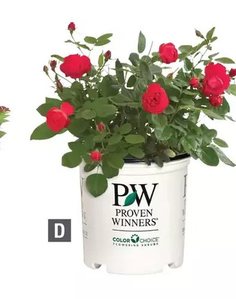 Home Depot 2 gallon (7.5l) pw colorchoice oso easy double play red rosa shrub offer