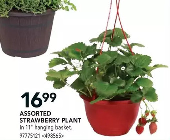 RONA Strawberry plant offer