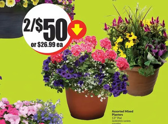 FreshCo Assorted Mixed Planters 13" Pot Jardinières variées assorties offer