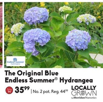 Sheridan Nurseries The original blue endless summer® hydrangea offer