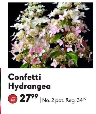 Sheridan Nurseries Confetti hydrangea offer