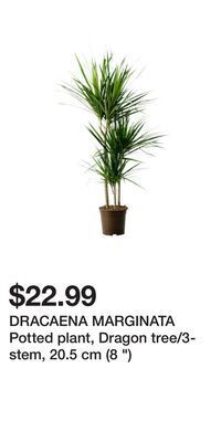 IKEA Dracaena marginata potted plant, dragon tree/3-stem, 20.5 cm (8 ) offer
