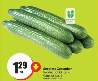 FreshCo Seedless Cucumber offer