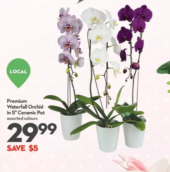 Longo's Premium waterfall orchid in 5 ceramic pot offer