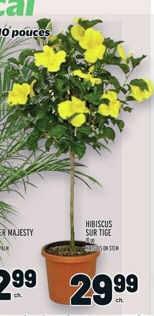 Metro HIBISCUS SUR TIGE offer