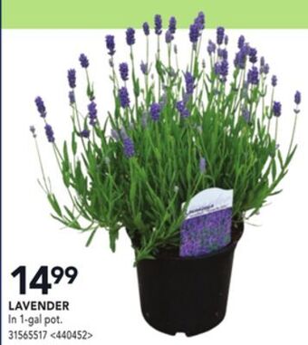 Lowe's Assorted perennials offer