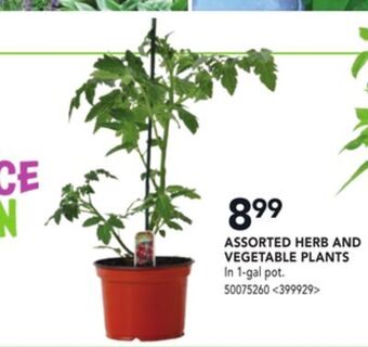 Lowe's Assorted herb and vegetable plants offer