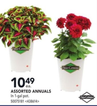 Lowe's Sta-green assorted annuals offer