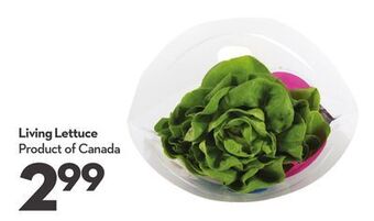 Longo's Living lettuce offer
