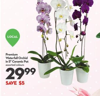 Longo's Premium waterfall orchid in 5 ceramic pot offer