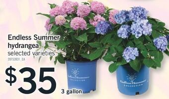 Fortinos Endless summer hydrangea 3 gallon offer