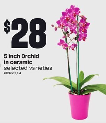 Loblaws 5 inch orchid in ceramic offer