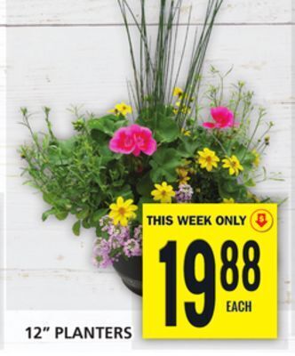 Food Basics 12 planters offer