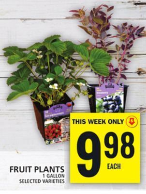 Food Basics Fruit plants offer
