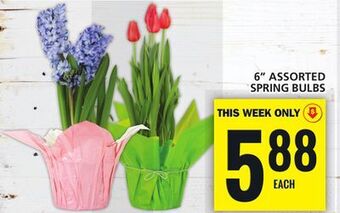 Food Basics 6 assorted spring bulbs offer