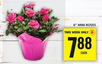 Food Basics 6 mini roses offer