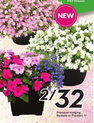 Sobeys Premium hanging baskets or planters offer