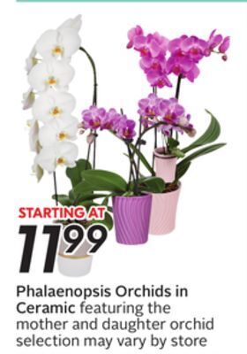 Sobeys Phalaenopsis orchids in ceramic offer