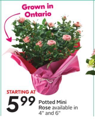 Sobeys Potted mini rose offer