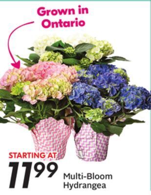 Sobeys Multi-bloom hydrangea offer