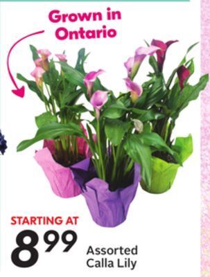 Sobeys Assorted calla lily offer