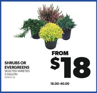 Real Canadian Superstore Shrubs or evergreens, 2 gallon offer