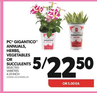 Real Canadian Superstore Pc® gigantico™ annuals, herbs, vegetables or succulents, 4.33 inch offer