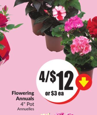 FreshCo Flowering annuals 4 pot offer