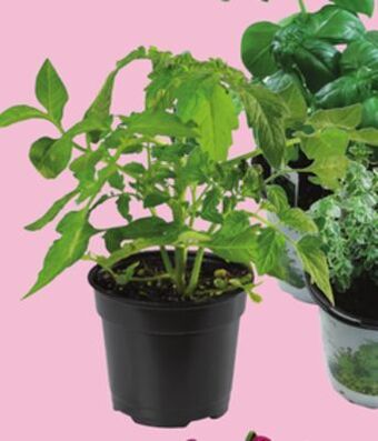FreshCo Herbs or vegetables 4 pot offer