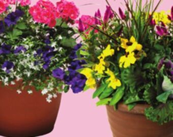 FreshCo Assorted mixed planters 13 pot offer
