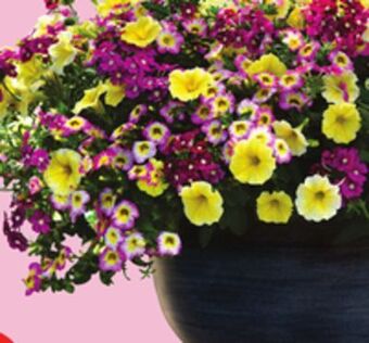 FreshCo 13 deluxe hanging baskets offer