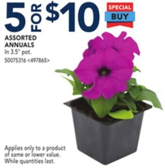 RONA Assorted annuals offer