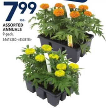 RONA Assorted annuals offer