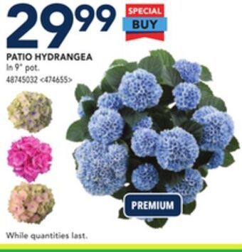 RONA Patio hydrangea offer