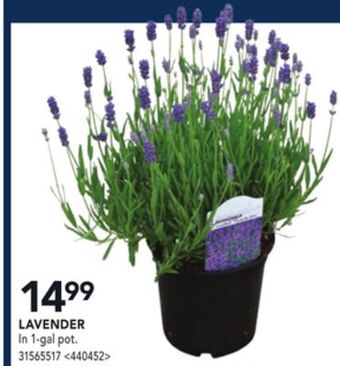 RONA Lavender offer